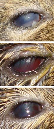 Verletztes Auge